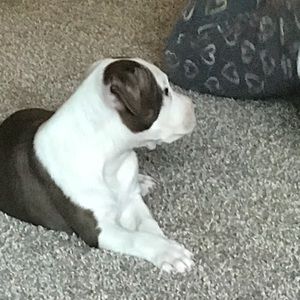 Meet your Posher, Desmond